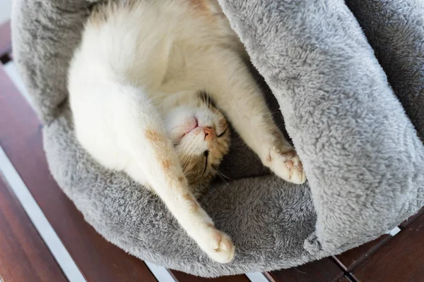 Katze schläft im Nest — Stockfoto
