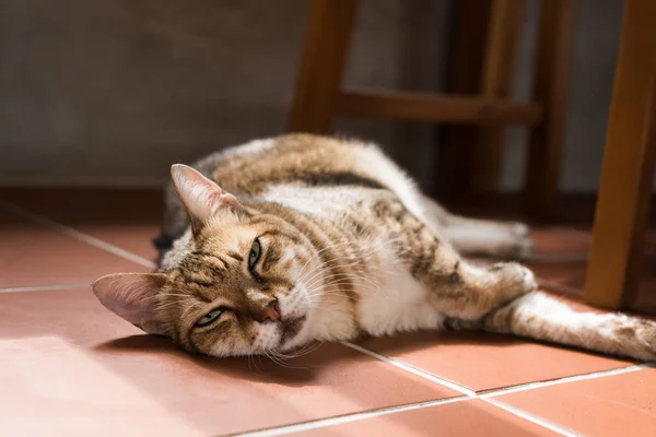 Кот, спящий на земле — стоковое фото