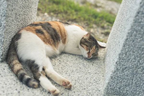Küçük kedi doze — Stok fotoğraf