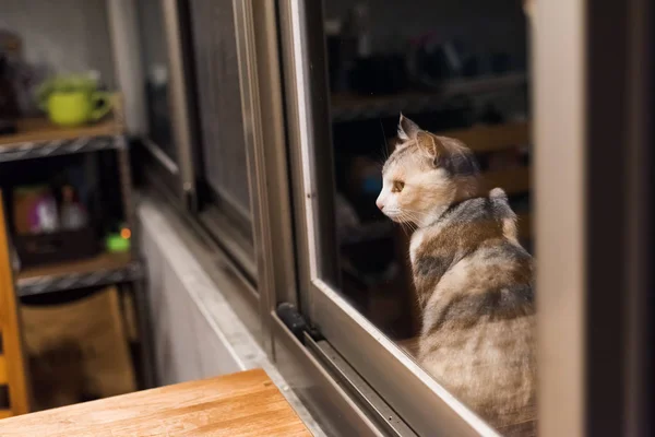 Gato à noite — Fotografia de Stock