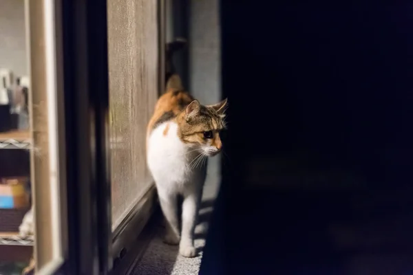 Macska séta éjjel — Stock Fotó
