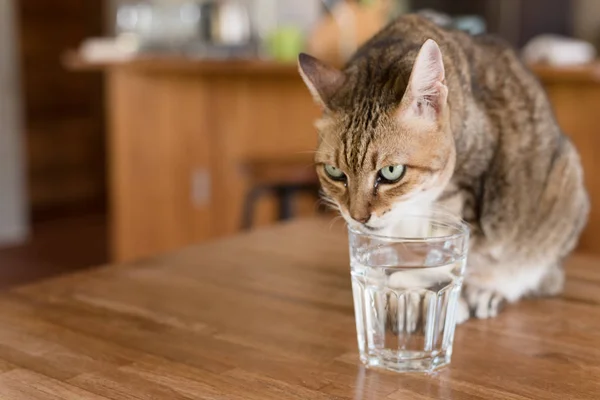 Katten dricka vatten — Stockfoto