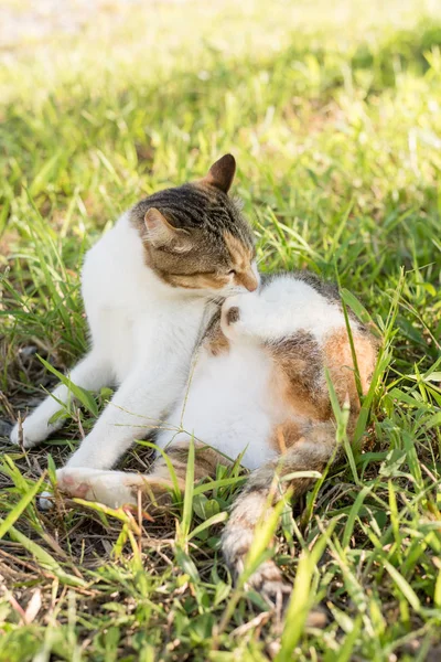 猫は自分自身を洗浄します。 — ストック写真