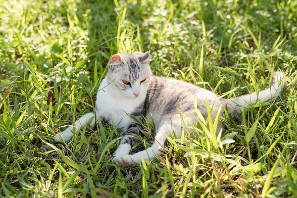 睡在草原上的猫 — 图库照片