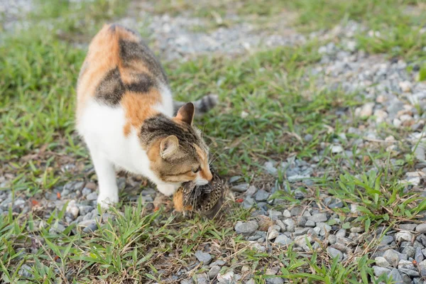 Katzenfang und Jagd — Stockfoto