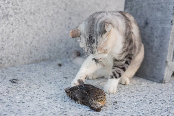 kedi yakalama ve avcılık
