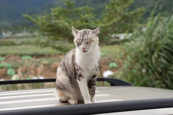 Kedi bir araba — Stok fotoğraf