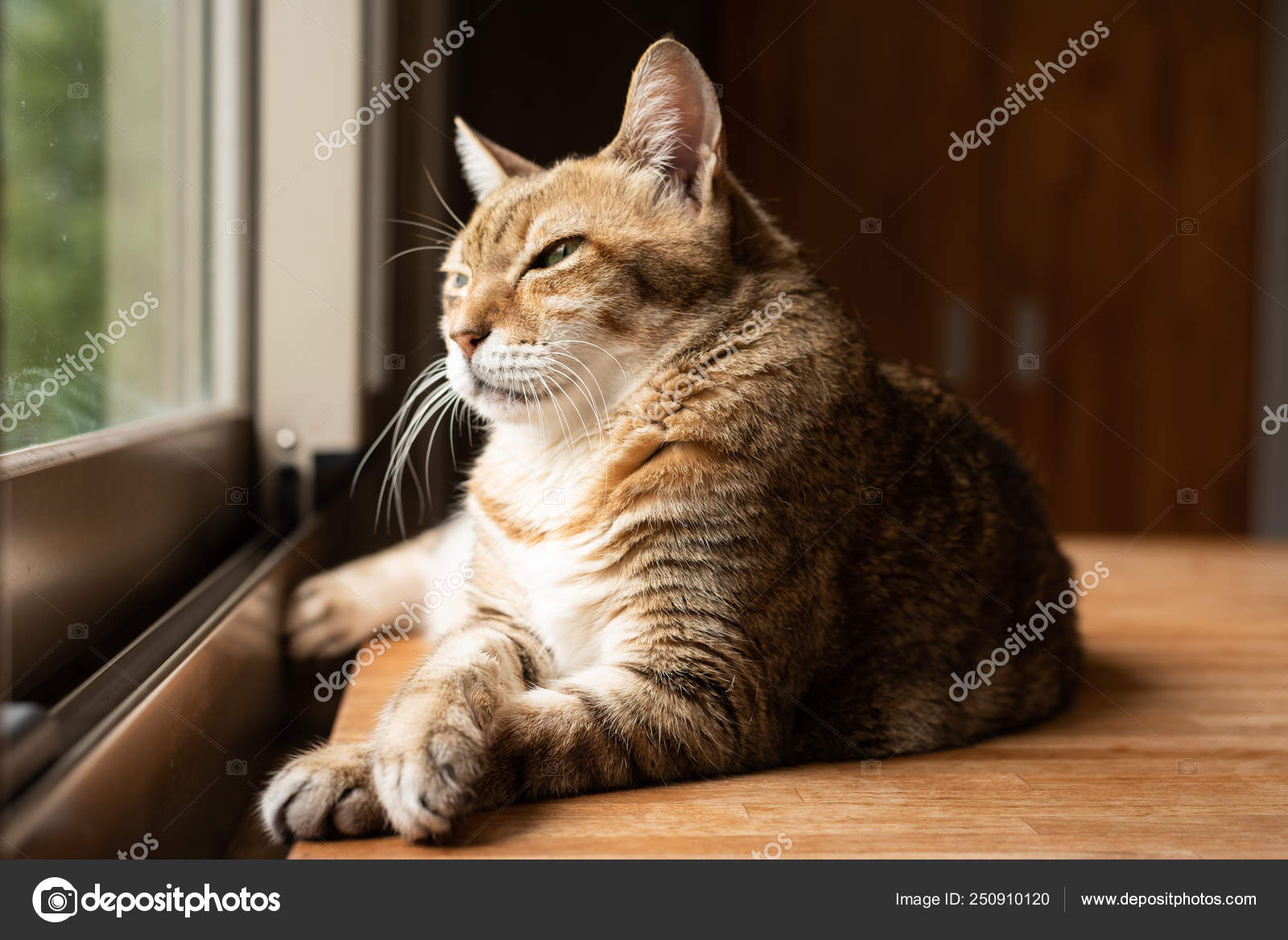 トラ猫座る ストック写真 C Elwynn