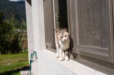 pencerenin yanında kedi standı