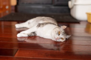 ahşap yerde yatan kedi