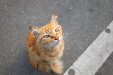sarı kedi otur yere