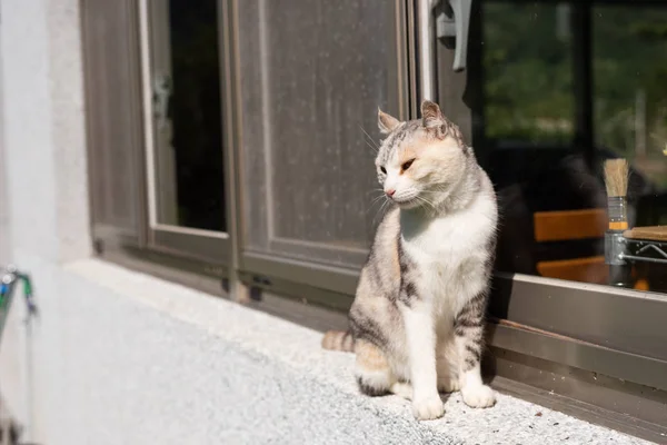 Gatto stand vicino alla finestra — Foto Stock