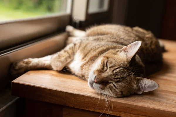 睡的懒猫 — 图库照片