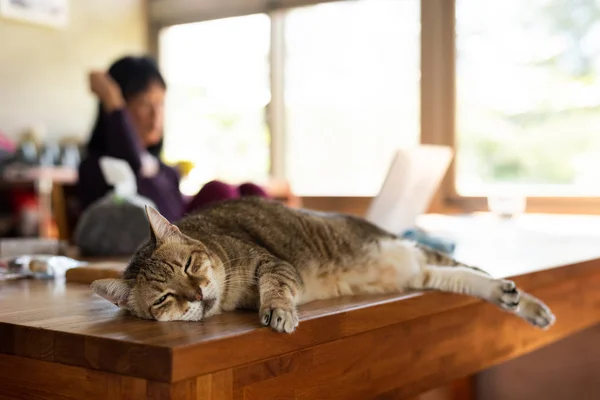 Tabby gato dormir —  Fotos de Stock