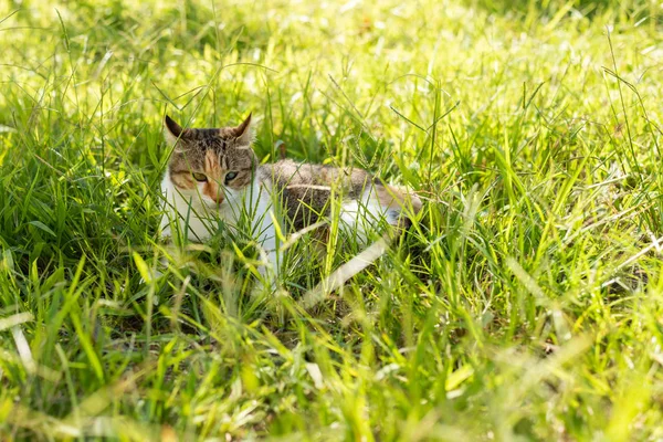 Kätzchen auf der Wiese — Stockfoto