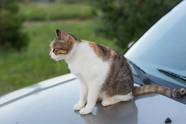 Gato sentar em um carro — Fotografia de Stock