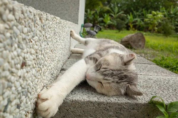 Sonno grigio del gatto — Foto Stock