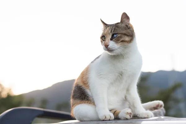 Katze sitzt auf Auto — Stockfoto