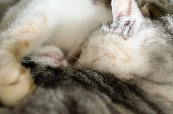 Chat dormir avec sa fille — Photo