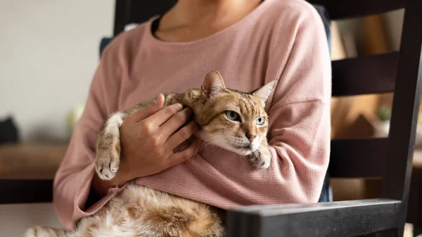 Woman hold a fat tabby cat — Stock Photo, Image