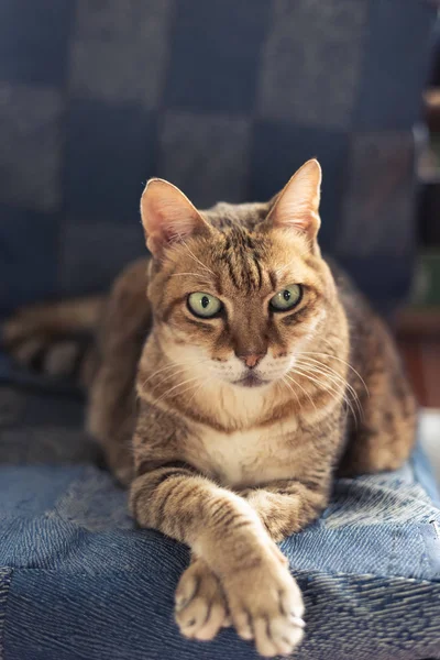 Kedi oturup sandalyenin üzerinde — Stok fotoğraf