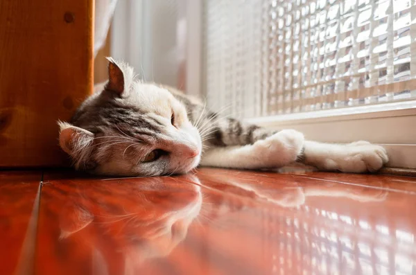 Kot leżący na ziemi drewniane — Zdjęcie stockowe