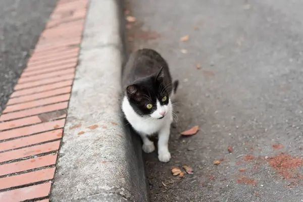 Passeio gato vadio na rua — Fotografia de Stock