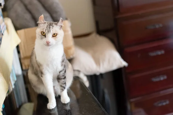 Gato cinza sentar e olhar para você — Fotografia de Stock