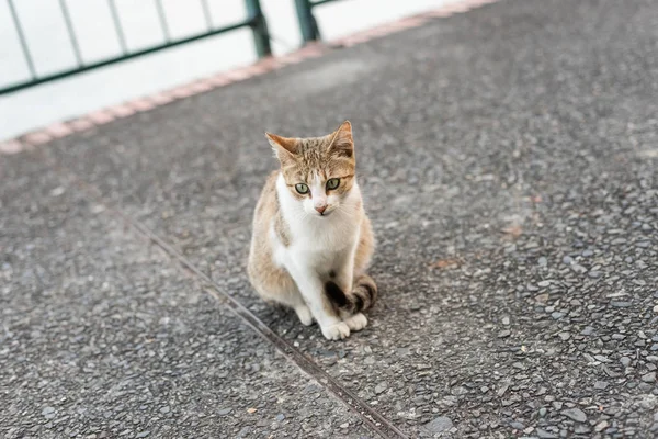 Sokak kedisi oturacak — Stok fotoğraf