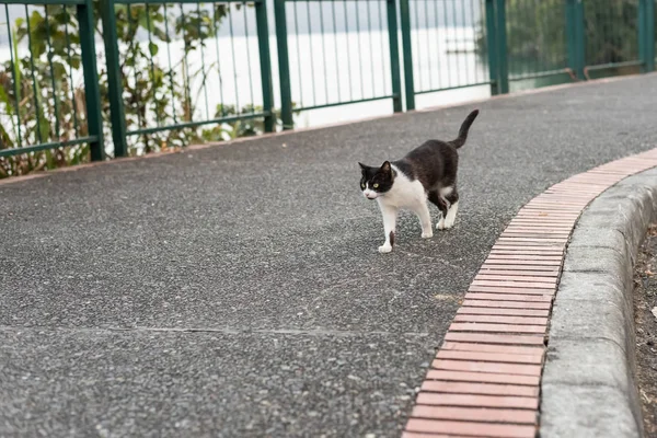 Zabłąkać się kot spaceru na ulicy — Zdjęcie stockowe