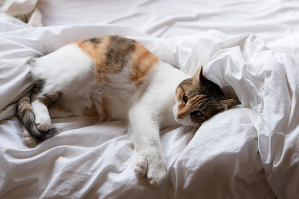 Kucing kuning tidur di tempat tidur dengan pose aneh — Stok Foto