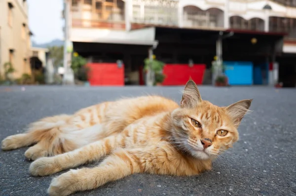 Chat errant couché dans la rue — Photo