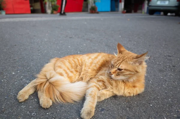 Zabłąkać się kot leżący na ulicy — Zdjęcie stockowe