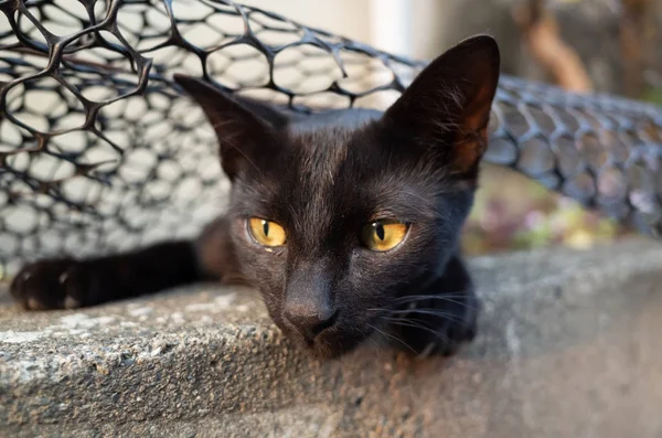 Zabłąkać się kot czarny ukryć i grać — Zdjęcie stockowe