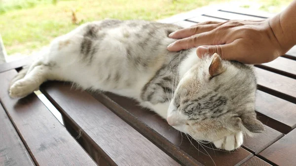 Sentuh tidur kucing — Stok Foto