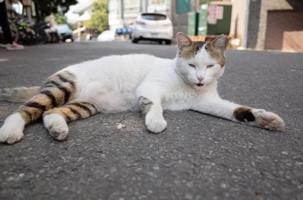 Gato callejero jugar en el suelo — Foto de Stock