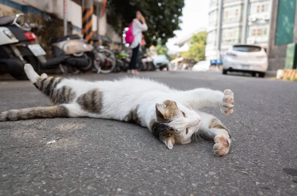 Streunende Katze spielt auf dem Boden — Stockfoto