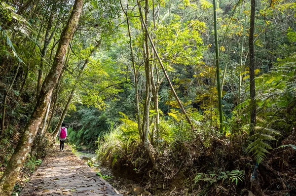 Femme voyageuse marcher dans la forêt — Photo