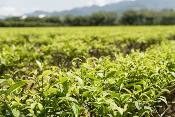 Farm of tea tree — Stock Photo, Image