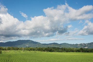 Yeşil paddy çiftlik