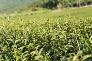 yeşil çay çiftlik