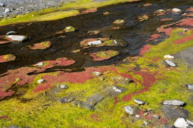 renkli kırmızı azolla