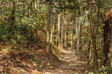 kimse tropikal orman yolu