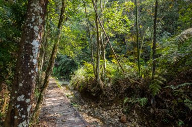 kimse tropikal orman yolu