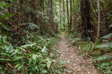 kimse tropikal orman yolu