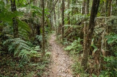 kimse tropikal orman yolu