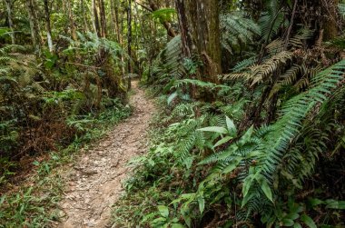 kimse tropikal orman yolu