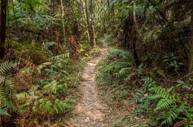 kimse tropikal orman yolu