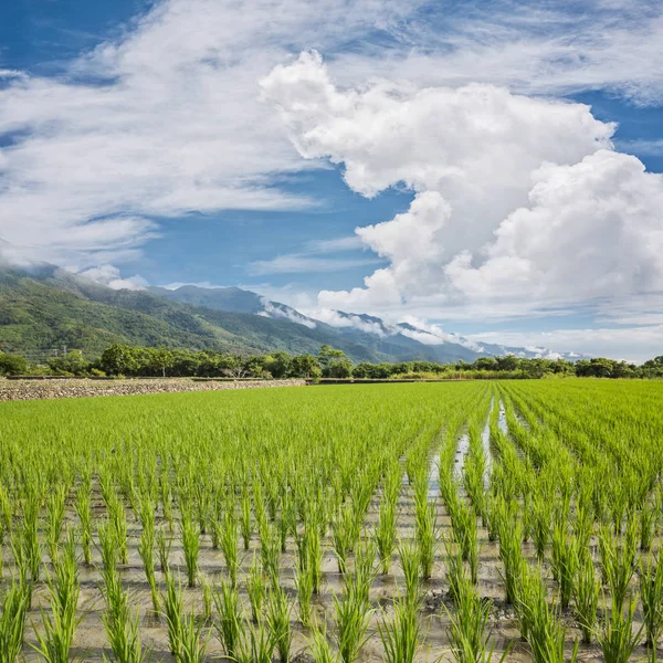 Granja de arroz verde —  Fotos de Stock