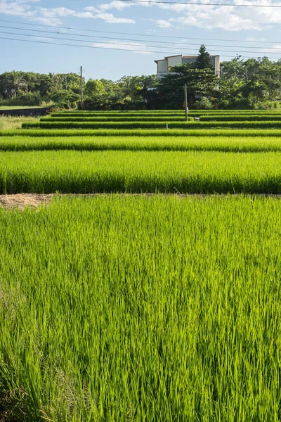 Groene paddy boerderij — Stockfoto